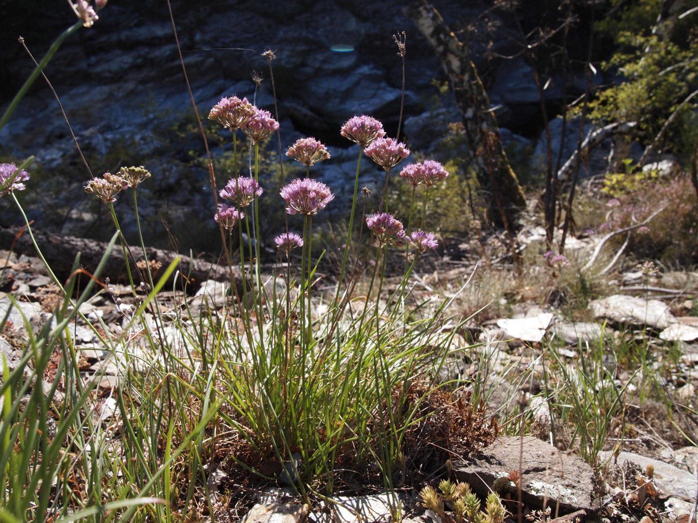 Garlic, Mountain plant